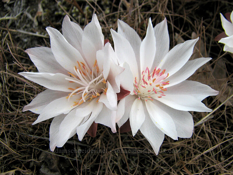 bitterroot flowers (Lewisia rediviva) [Catherine Creek, Gifford Pinchot National Forest, Klickitat County, Washington]