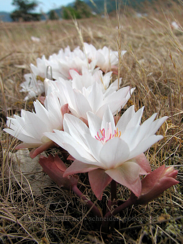 bitterroot flowers (Lewisia rediviva) [Catherine Creek, Gifford Pinchot National Forest, Klickitat County, Washington]
