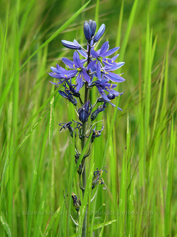 camas (Camassia quamash) [Catherine Creek, Gifford Pinchot National Forest, Klickitat County, Washington]