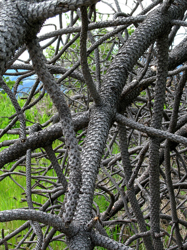 dead pine branches [Catherine Creek, Gifford Pinchot National Forest, Klickitat County, Washington]