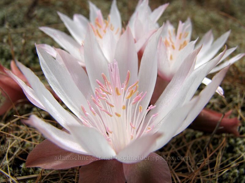 bitterroot flowers (Lewisia rediviva) [Catherine Creek, Gifford Pinchot National Forest, Klickitat County, Washington]