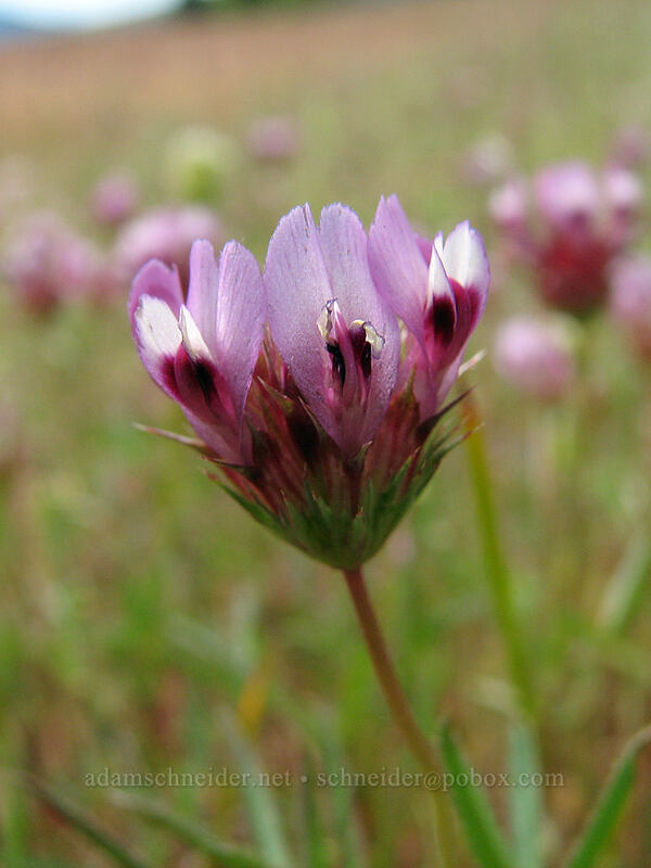 sand clover (Trifolium sp.) [Catherine Creek, Gifford Pinchot National Forest, Klickitat County, Washington]