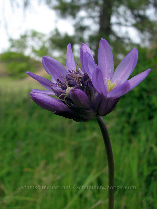 fork-tooth ookow (Dichelostemma congestum (Brodiaea congesta)) [Catherine Creek, Gifford Pinchot National Forest, Klickitat County, Washington]