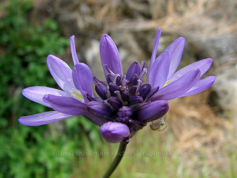 fork-tooth ookow (Dichelostemma congestum (Brodiaea congesta)) [Catherine Creek, Gifford Pinchot National Forest, Klickitat County, Washington]