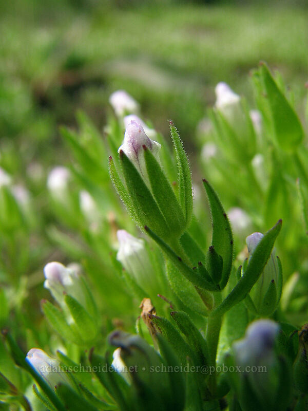 bractless hedge-hyssop (Gratiola ebracteata) [Catherine Creek, Gifford Pinchot National Forest, Klickitat County, Washington]