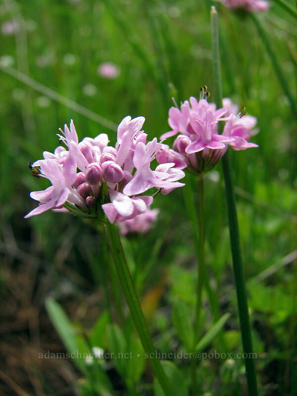 rosy plectritis (Plectritis congesta) [Catherine Creek, Gifford Pinchot National Forest, Klickitat County, Washington]
