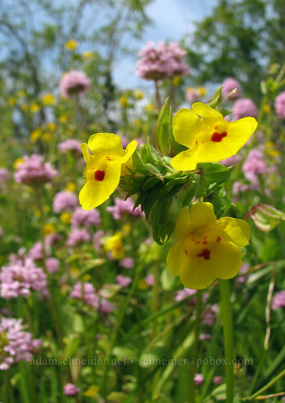 monkeyflower & rosy plectritis (Erythranthe sp. (Mimulus sp.), Plectritis congesta) [Catherine Creek, Gifford Pinchot National Forest, Klickitat County, Washington]