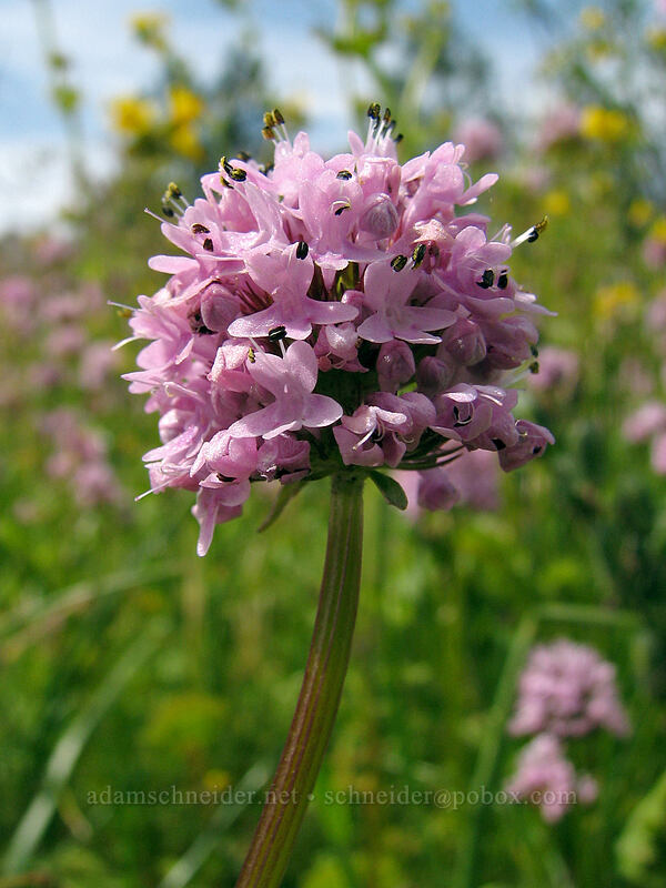 rosy plectritis (Plectritis congesta) [Catherine Creek, Gifford Pinchot National Forest, Klickitat County, Washington]