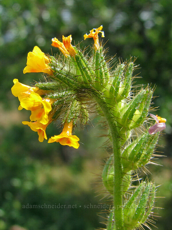 fiddleneck (Amsinckia sp.) [Catherine Creek, Gifford Pinchot National Forest, Klickitat County, Washington]