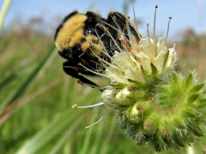 bumblebee on phacelia (Bombus sp., Phacelia sp.) [Catherine Creek, Gifford Pinchot National Forest, Klickitat County, Washington]