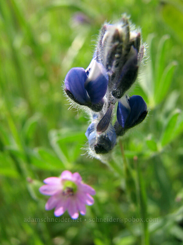 small-flowered lupine & dove's foot geranium (Lupinus micranthus (Lupinus polycarpus), Geranium molle) [Catherine Creek, Gifford Pinchot National Forest, Klickitat County, Washington]