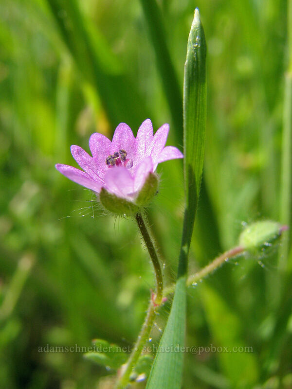 dove's foot geranium (Geranium molle) [Catherine Creek, Gifford Pinchot National Forest, Klickitat County, Washington]
