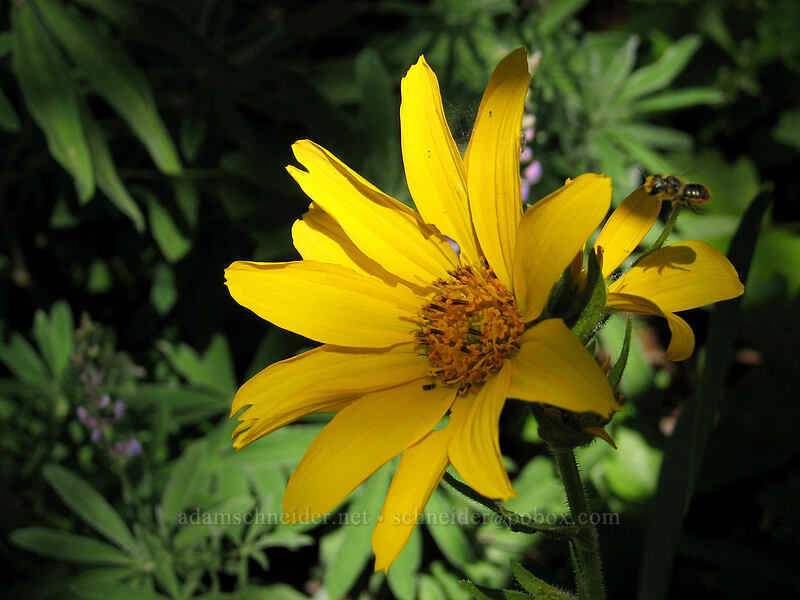 balsamroot (Balsamorhiza sp.) [Dog Mountain Trail, Gifford Pinchot National Forest, Skamania County, Washington]