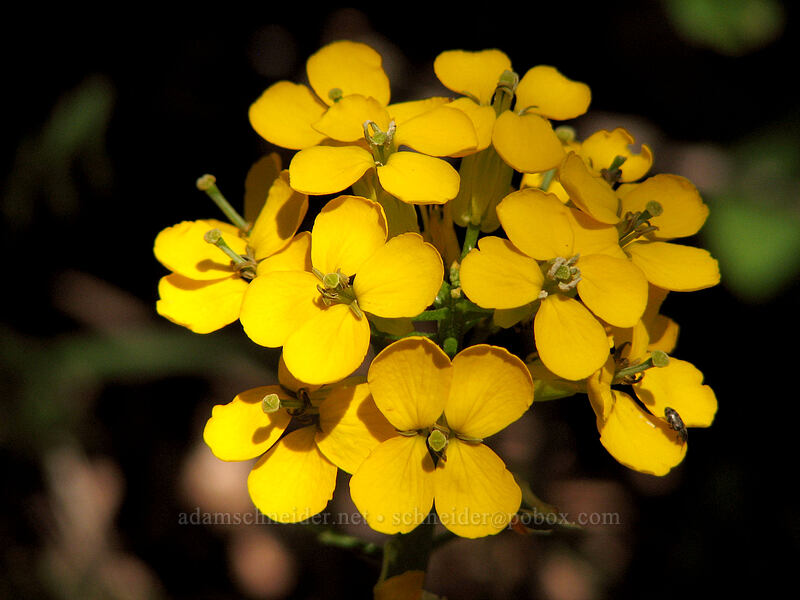 western wallflower (Erysimum capitatum) [Dog Mountain Trail, Gifford Pinchot National Forest, Skamania County, Washington]