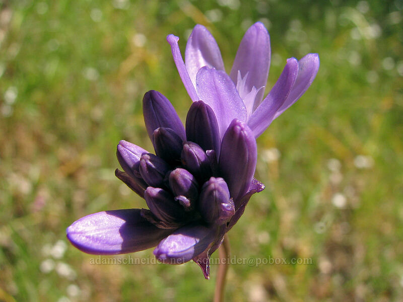 fork-tooth ookow (Dichelostemma congestum (Brodiaea congesta)) [Dog Mountain Trail, Gifford Pinchot National Forest, Skamania County, Washington]