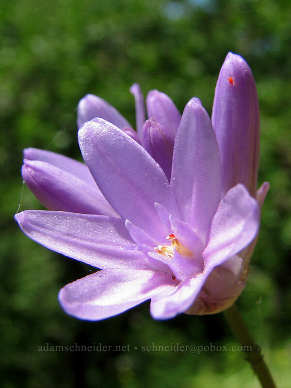 fork-tooth ookow (Dichelostemma congestum (Brodiaea congesta)) [Dog Mountain Trail, Gifford Pinchot National Forest, Skamania County, Washington]