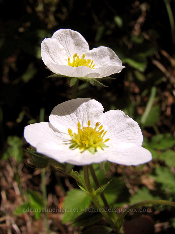wild strawberry flowers (Fragaria sp.) [Dog Mountain Trail, Gifford Pinchot National Forest, Skamania County, Washington]