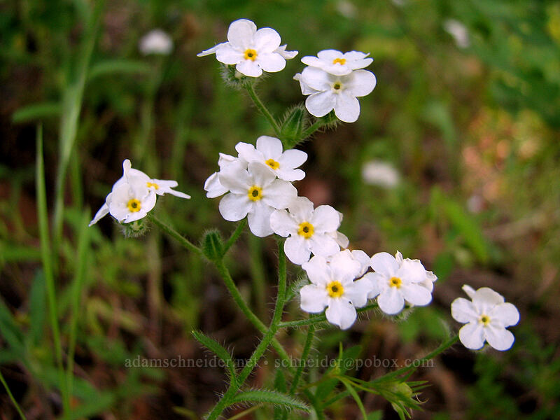 cryptantha (Cryptantha sp.) [Dog Mountain Trail, Gifford Pinchot National Forest, Skamania County, Washington]