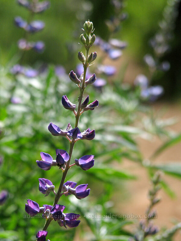 spurred lupine (Lupinus arbustus) [Dog Mountain Trail, Gifford Pinchot National Forest, Skamania County, Washington]