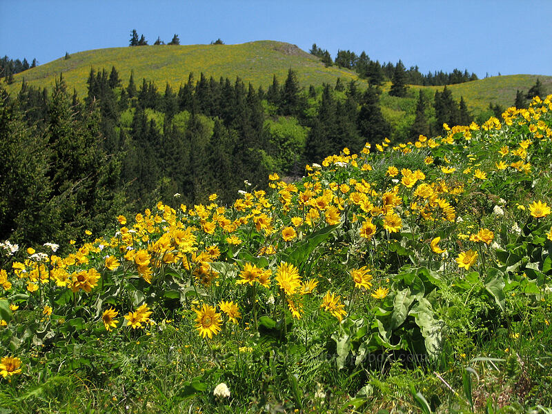 balsamroot & Dog Mountain's summit (Balsamorhiza sp.) [Dog Mountain Trail, Gifford Pinchot National Forest, Skamania County, Washington]