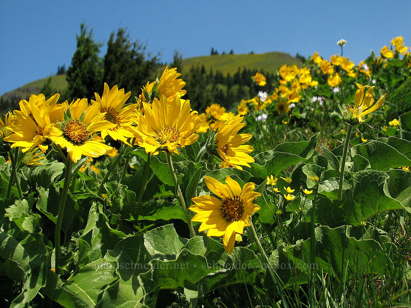 balsamroot & Dog Mountain's summit (Balsamorhiza sp.) [Dog Mountain Trail, Gifford Pinchot National Forest, Skamania County, Washington]