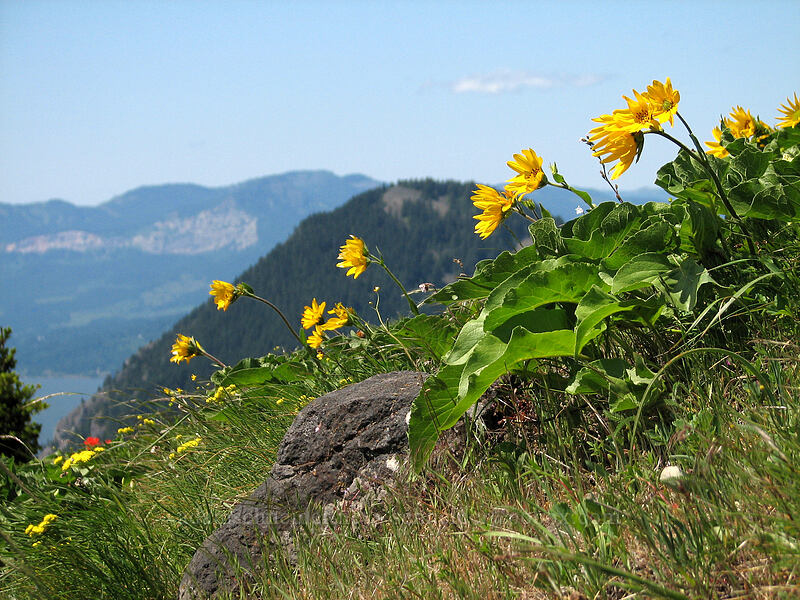 balsamroot & Wind Mountain (Balsamorhiza sp.) [Dog Mountain Trail, Gifford Pinchot National Forest, Skamania County, Washington]