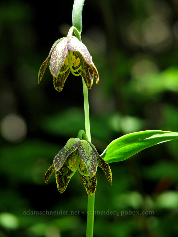 chocolate lily (Fritillaria affinis) [Dog Mountain Trail, Gifford Pinchot National Forest, Skamania County, Washington]