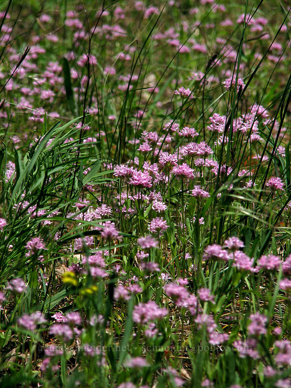 rosy plectritis (Plectritis congesta) [Dog Mountain Trail, Gifford Pinchot National Forest, Skamania County, Washington]