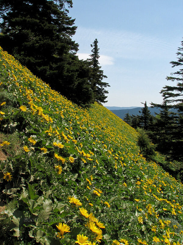 balsamroot meadows (Balsamorhiza sp.) [Dog Mountain Trail, Gifford Pinchot National Forest, Skamania County, Washington]