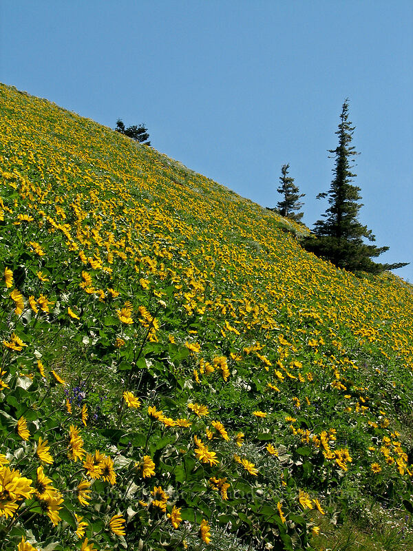 balsamroot meadows (Balsamorhiza sp.) [Dog Mountain Trail, Gifford Pinchot National Forest, Skamania County, Washington]
