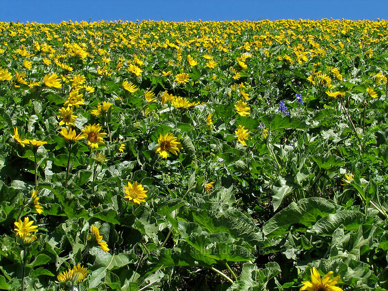 balsamroot meadows (Balsamorhiza sp.) [Dog Mountain Trail, Gifford Pinchot National Forest, Skamania County, Washington]