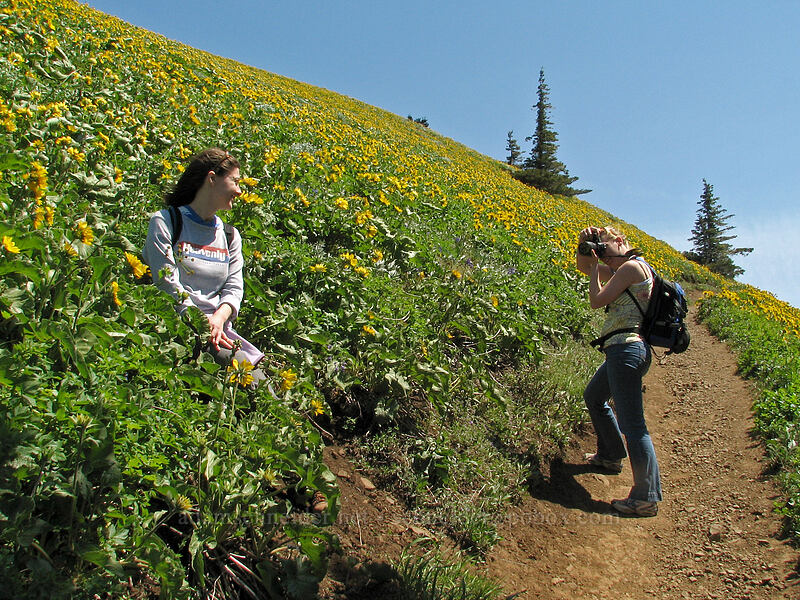 balsamroot photo shoot [Dog Mountain Trail, Gifford Pinchot National Forest, Skamania County, Washington]