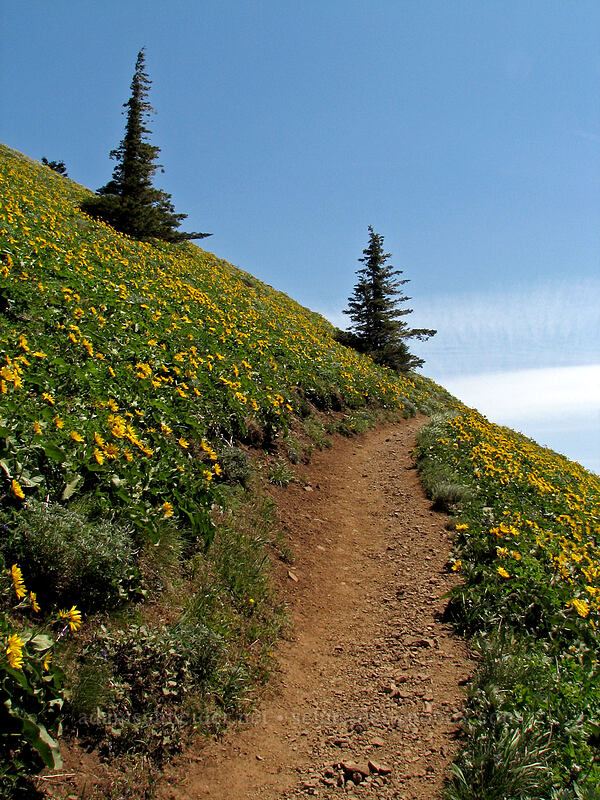 trail through balsamroot (Balsamorhiza sp.) [Dog Mountain Trail, Gifford Pinchot National Forest, Skamania County, Washington]