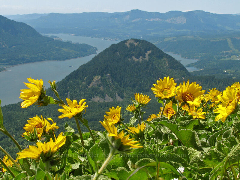 balsamroot & Wind Mountain (Balsamorhiza sp.) [Dog Mountain Trail, Gifford Pinchot National Forest, Skamania County, Washington]