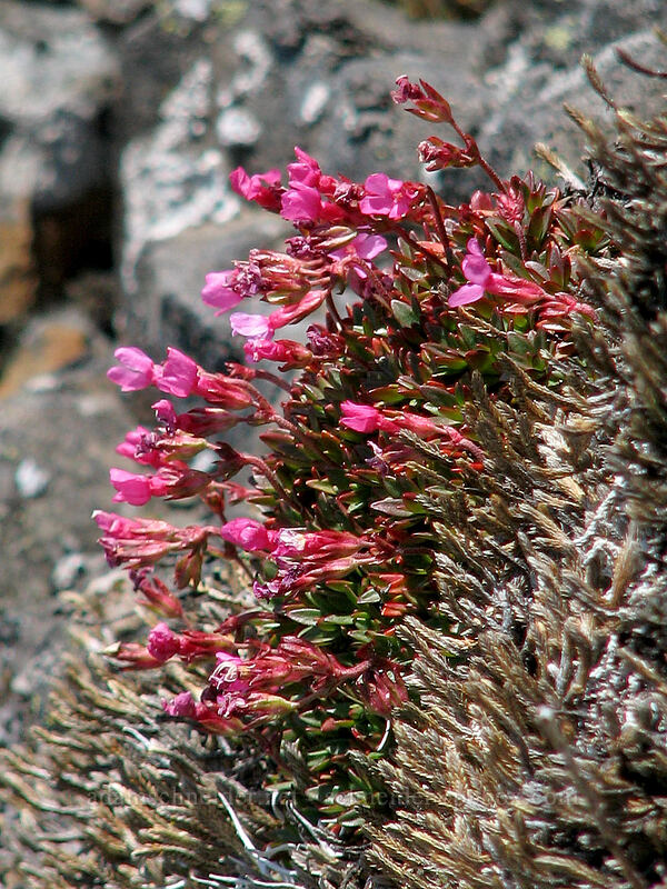 cliff penstemon (Penstemon rupicola) [Dog Mountain Trail, Gifford Pinchot National Forest, Skamania County, Washington]