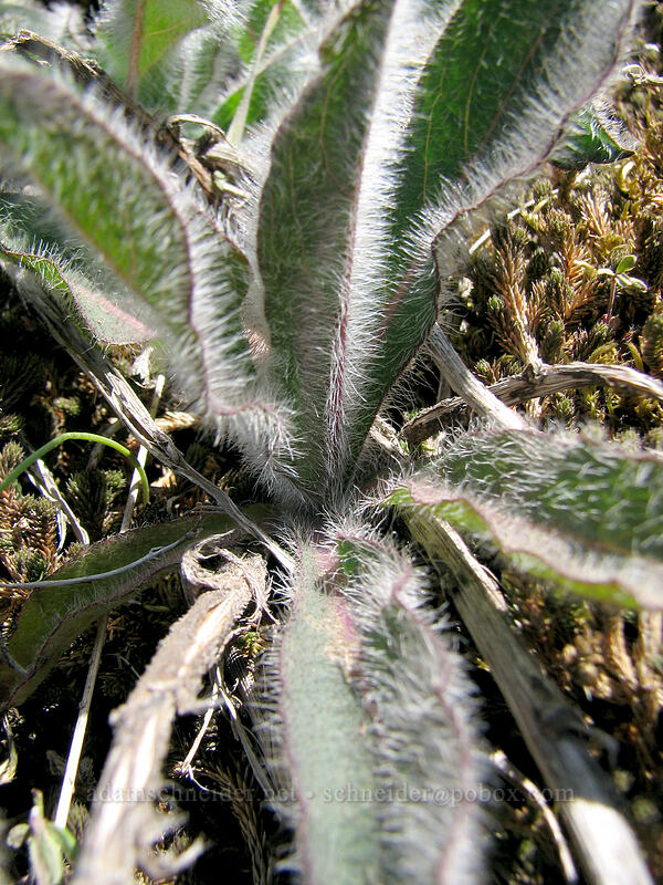 hairy hawkweed (hound's-tongue hawkweed) (Hieracium scouleri (Pilosella scouleri)) [Dog Mountain Trail, Gifford Pinchot National Forest, Skamania County, Washington]
