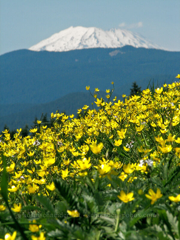 Mt. St. Helens & western buttercups (Ranunculus occidentalis) [Dog Mountain Trail, Gifford Pinchot National Forest, Skamania County, Washington]