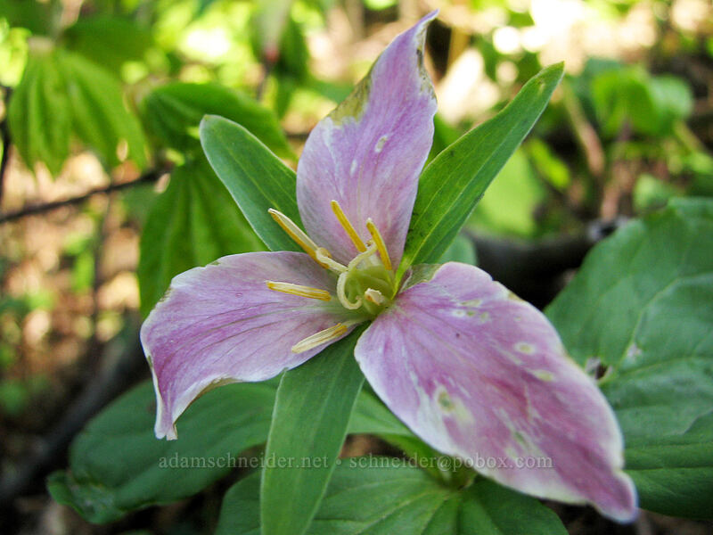 trillium, fading (Trillium ovatum) [Dog Mountain summit, Gifford Pinchot National Forest, Skamania County, Washington]