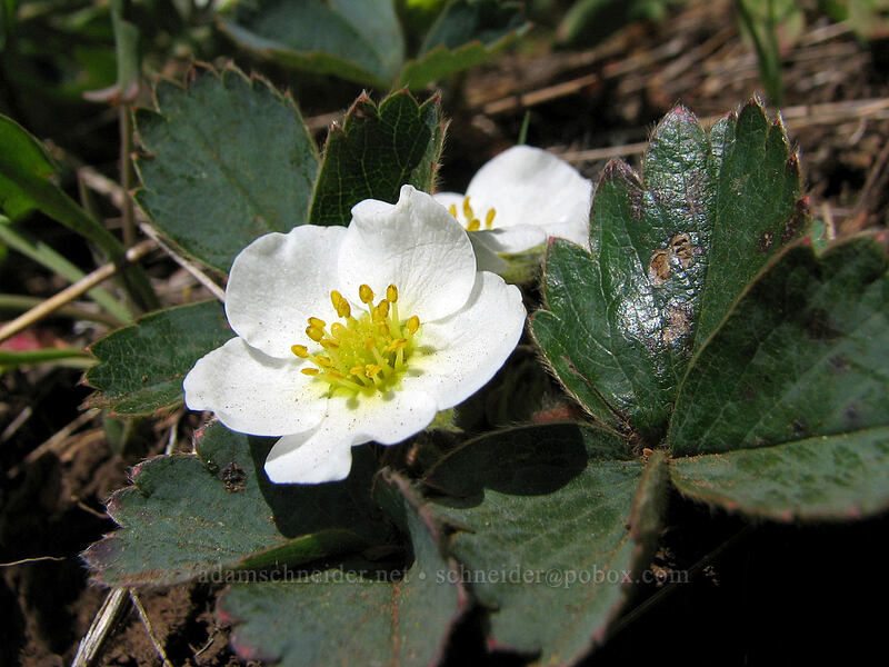 wild strawberry flowers (Fragaria virginiana) [Dog Mountain summit, Gifford Pinchot National Forest, Skamania County, Washington]