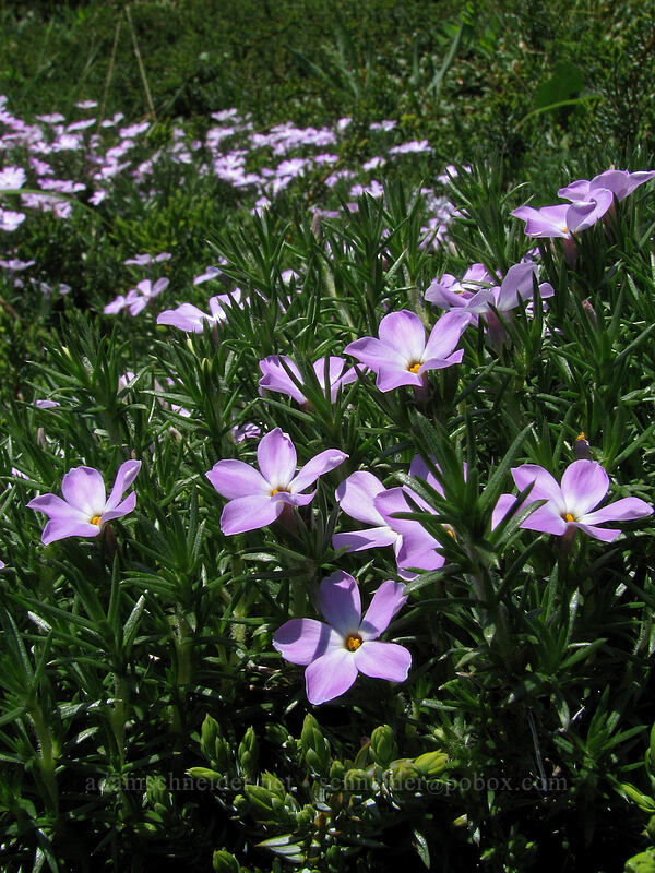 spreading phlox (Phlox diffusa) [Augspurger Trail, Gifford Pinchot National Forest, Skamania County, Washington]