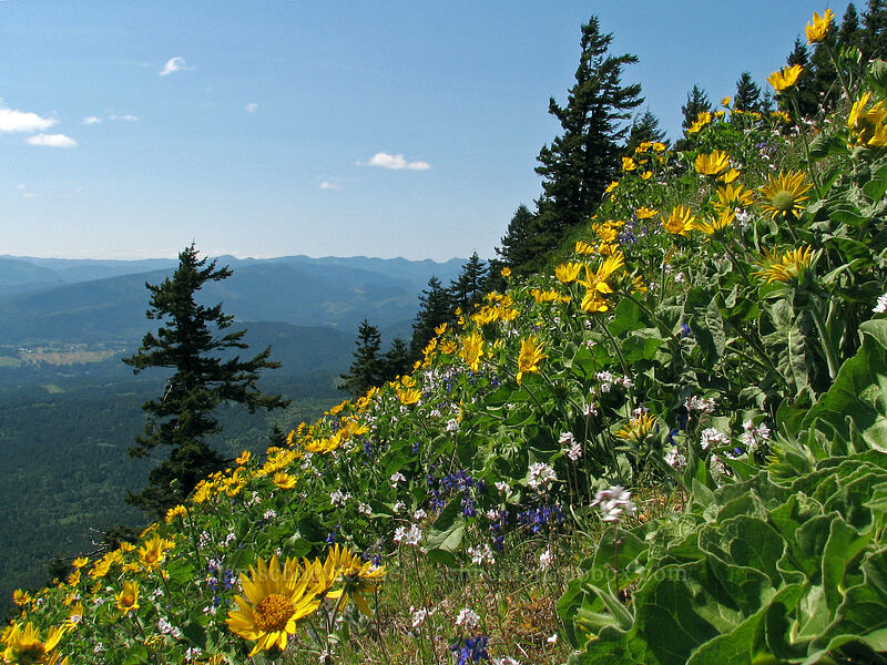balsamroot, larkspur, & prairie stars (Balsamorhiza sp., Delphinium sp., Lithophragma parviflorum) [Augspurger Trail, Gifford Pinchot National Forest, Skamania County, Washington]