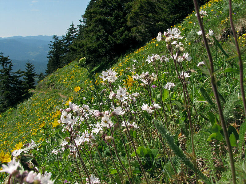 prairie stars & balsamroot (Lithophragma parviflorum, Balsamorhiza sp.) [Augspurger Trail, Gifford Pinchot National Forest, Skamania County, Washington]