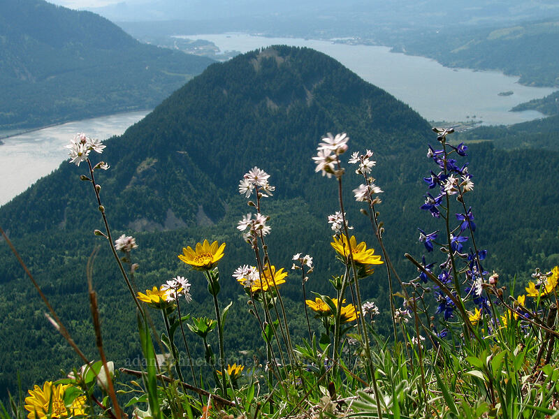 prairie stars, balsamroot, & Wind Mountain (Lithophragma parviflorum, Balsamorhiza sp.) [Augspurger Trail, Gifford Pinchot National Forest, Skamania County, Washington]