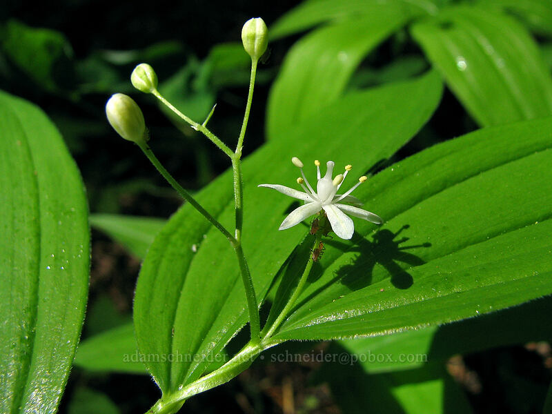 star-flowered Solomon's seal (Maianthemum stellatum (Smilacina stellata)) [Augspurger Trail, Gifford Pinchot National Forest, Skamania County, Washington]