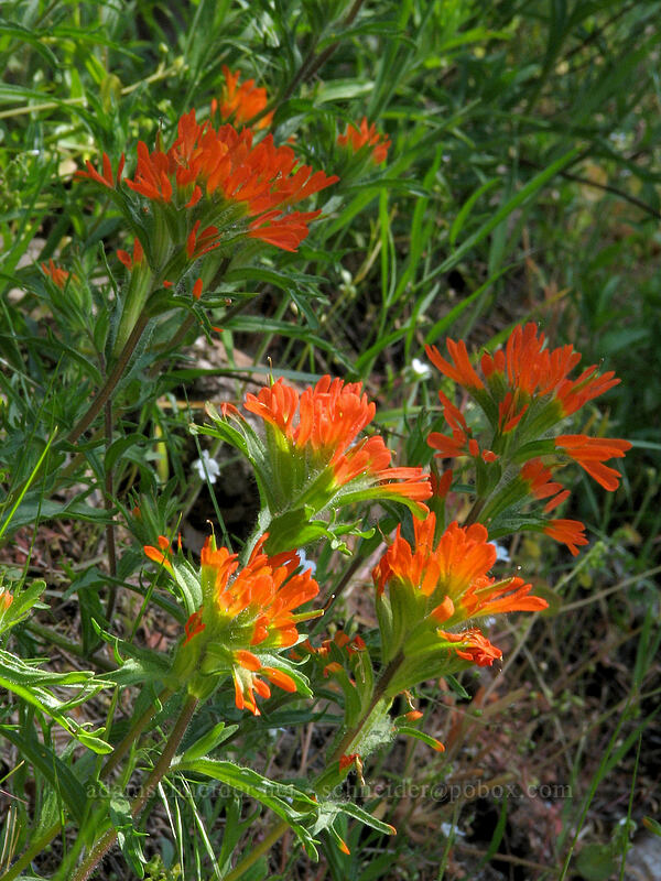 paintbrush (Castilleja hispida) [Augspurger Trail, Gifford Pinchot National Forest, Skamania County, Washington]
