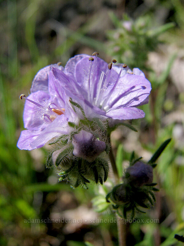 thread-leaf phacelia (Phacelia linearis) [Augspurger Trail, Gifford Pinchot National Forest, Skamania County, Washington]