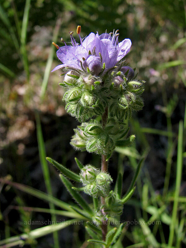 thread-leaf phacelia (Phacelia linearis) [Augspurger Trail, Gifford Pinchot National Forest, Skamania County, Washington]