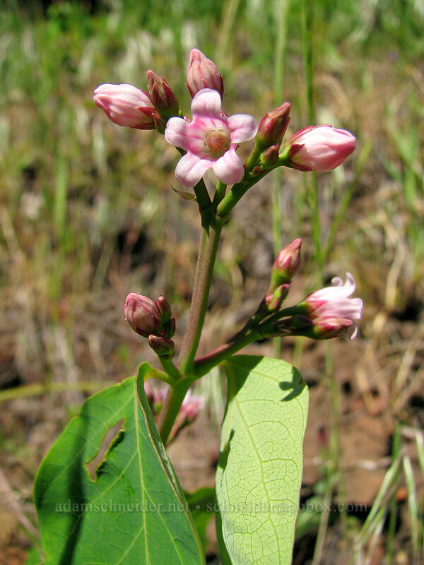spreading dogbane (Apocynum androsaemifolium) [Augspurger Trail, Gifford Pinchot National Forest, Skamania County, Washington]