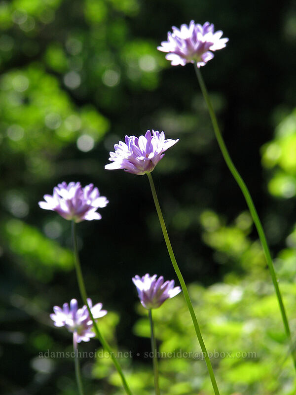 fork-tooth ookow (Dichelostemma congestum (Brodiaea congesta)) [Augspurger Trail, Gifford Pinchot National Forest, Skamania County, Washington]