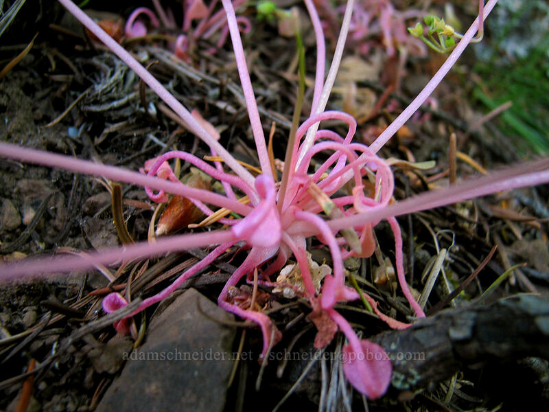 miner's lettuce, fading (Claytonia sp. (Montia sp.)) [Augspurger Trail, Gifford Pinchot National Forest, Skamania County, Washington]